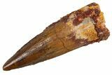 Fossil Spinosaurus Tooth - Real Dinosaur Tooth #305664-1